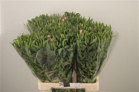 <h4>Clarkia Am Gr Pink</h4>