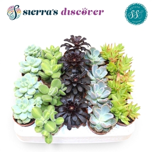 Discover® - Sevilla Succulents Mix (Deluxe)