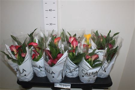 <h4>Zant Gemengd 3+</h4>