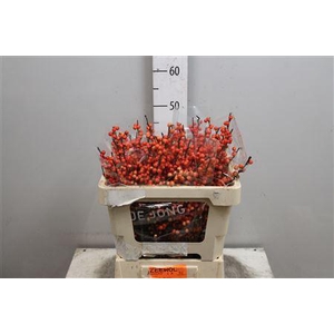 Ilex Ve Oudijks Orange
