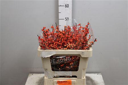 <h4>Ilex Ve Oudijks Orange</h4>
