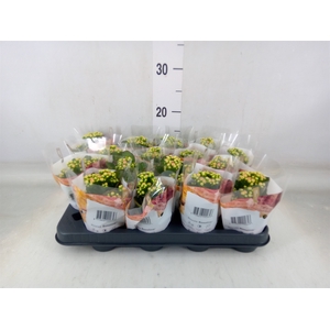 Kalanchoe blos. 'RosDon Alano'