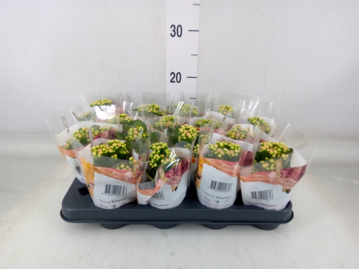 <h4>Kalanchoe blos. 'RosDon Alano'</h4>