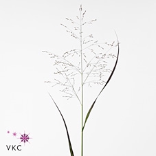 Siergras Panicum Virg Heavy Metal