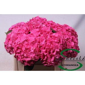 Hydrangea glowing alps