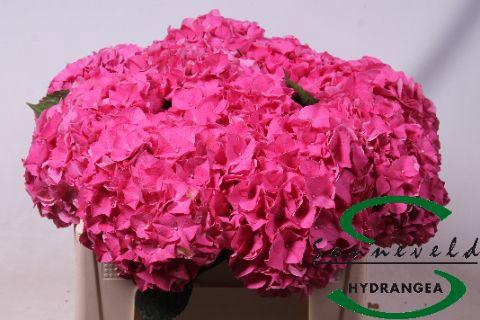 <h4>Hydrangea glowing alps</h4>