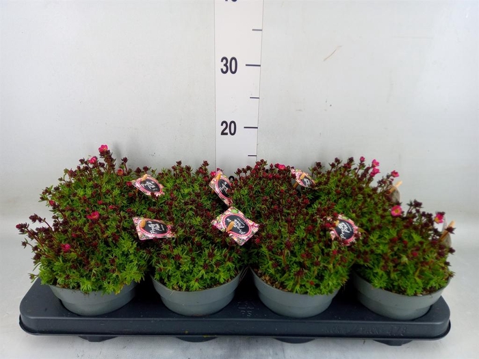 <h4>Saxifraga arend.</h4>