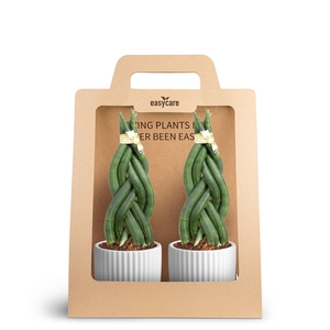 2-Pack Nordic White, Braid