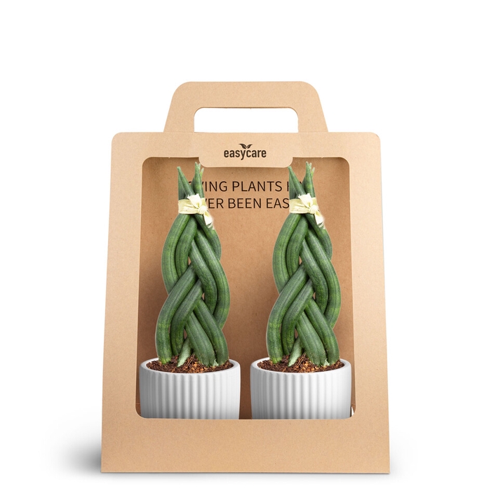 <h4>2-Pack Nordic White, Braid</h4>