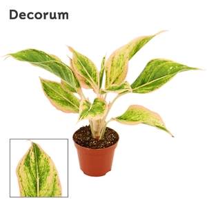 Aglaonema Lipstick pink 9 cm (Decorum)