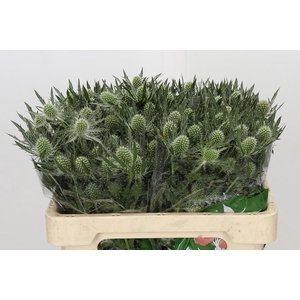 Eryngium Magical White Lagoon