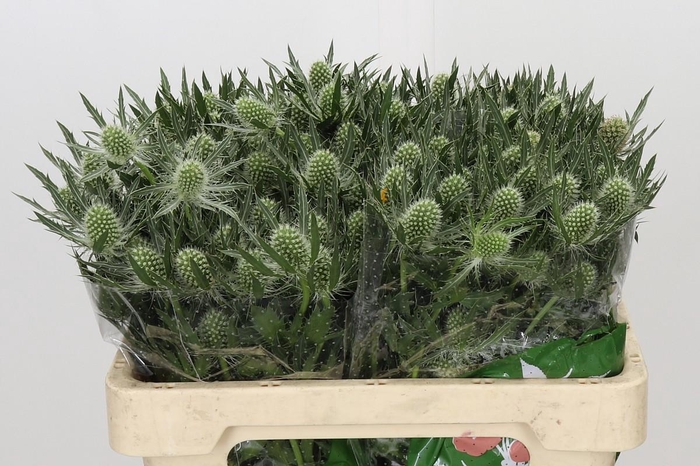 <h4>Eryngium Magical White Lagoon</h4>
