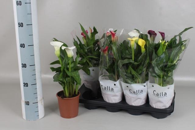 <h4>ZANT GEM 6 KL</h4>