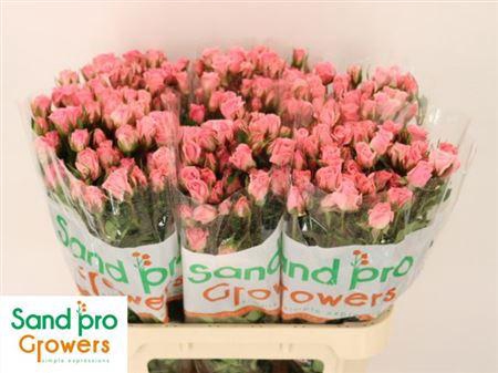 <h4>R Tr Odilia</h4>