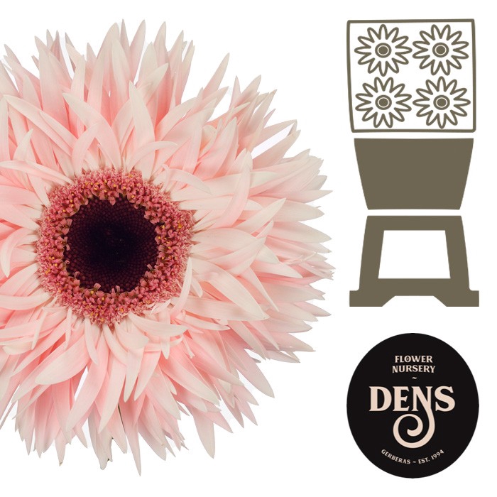 <h4>Gerbera Spider Abu Diamond</h4>