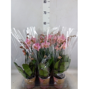 Phalaenopsis multi. 'Ant Treviso'