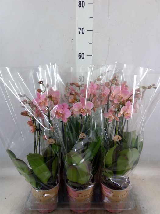 <h4>Phalaenopsis multi. 'Ant Treviso'</h4>