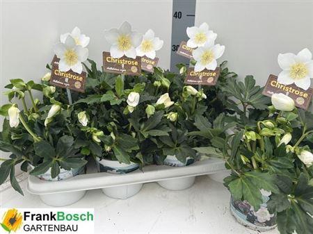 Hell Ni Hgc Jasper 40+