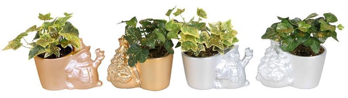 <h4>HEDERA HELIX</h4>