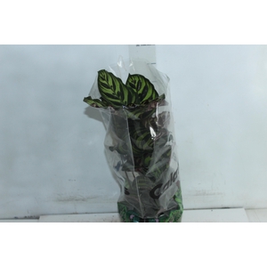 CALATHEA MAKOYAMA P17
