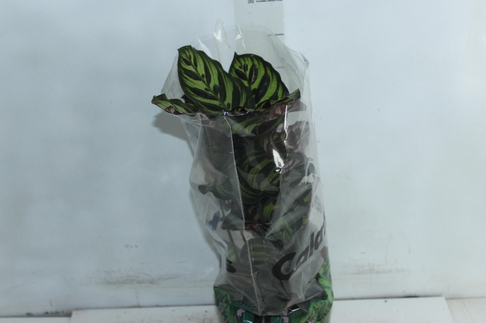 <h4>CALATHEA MAKOYAMA P17</h4>