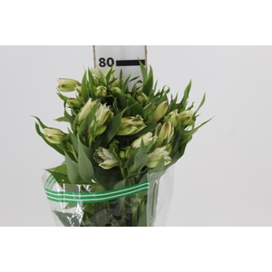 ALSTROEMERIA WHITNEY 080 CM