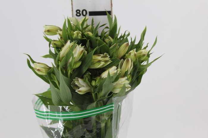 <h4>ALSTROEMERIA WHITNEY 080 CM</h4>