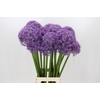 Allium Globemaster