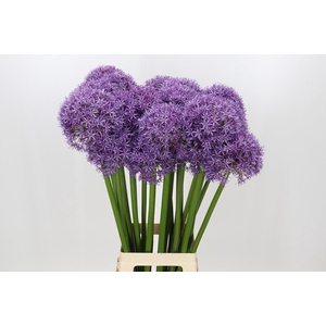 Allium Globemaster