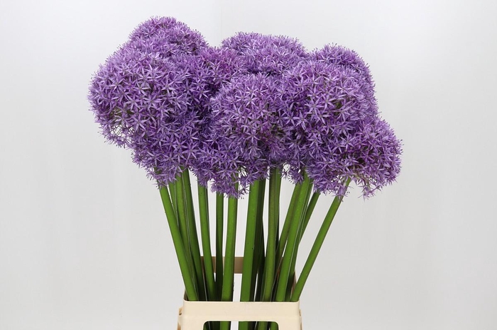 <h4>Allium Globemaster</h4>
