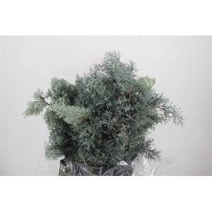 Cypresse Blue 400gr P Bunch