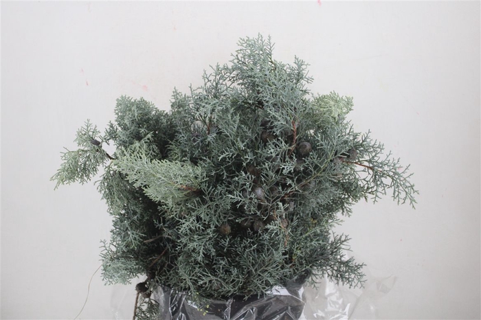 <h4>Cypresse Blue 400gr P Bunch</h4>