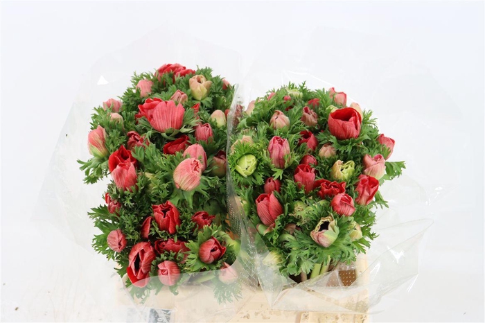 <h4>Anem Marianne Red</h4>