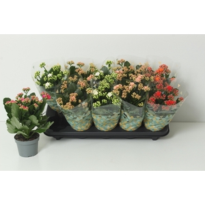 KAL GE PERF GEM 5 KL