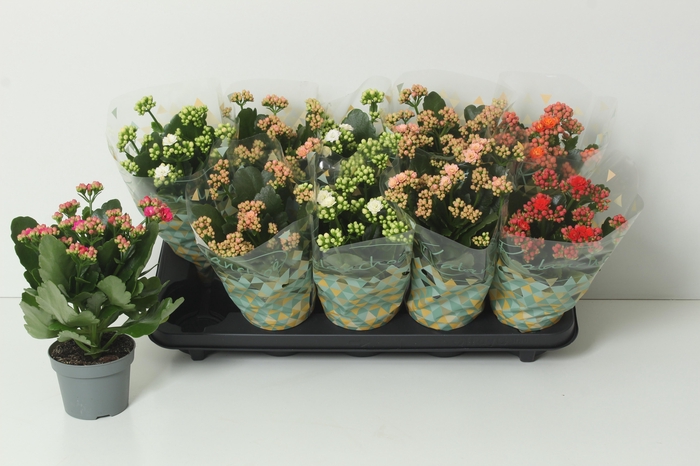 <h4>KAL GE PERF GEM 5 KL</h4>