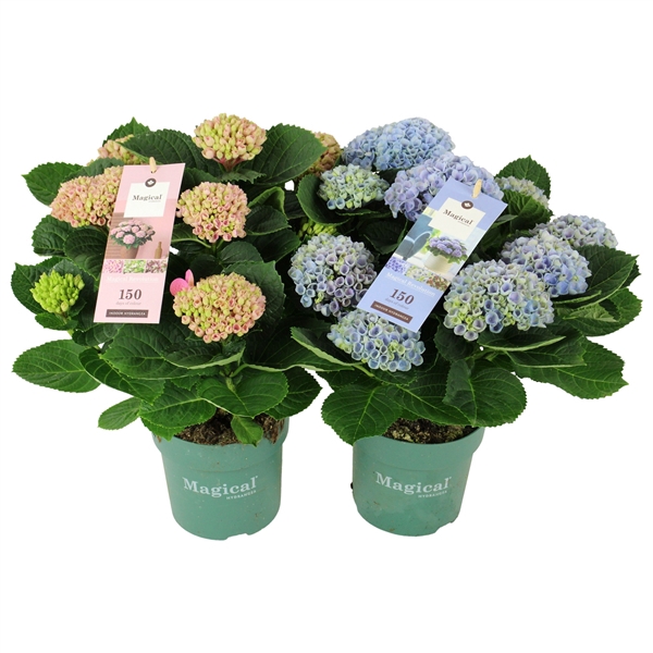<h4>Hydrangea Magical Revolution ® mix 9/10 flowers</h4>