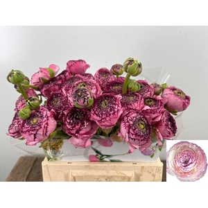 RAN ANDREA CAPPUCCIN