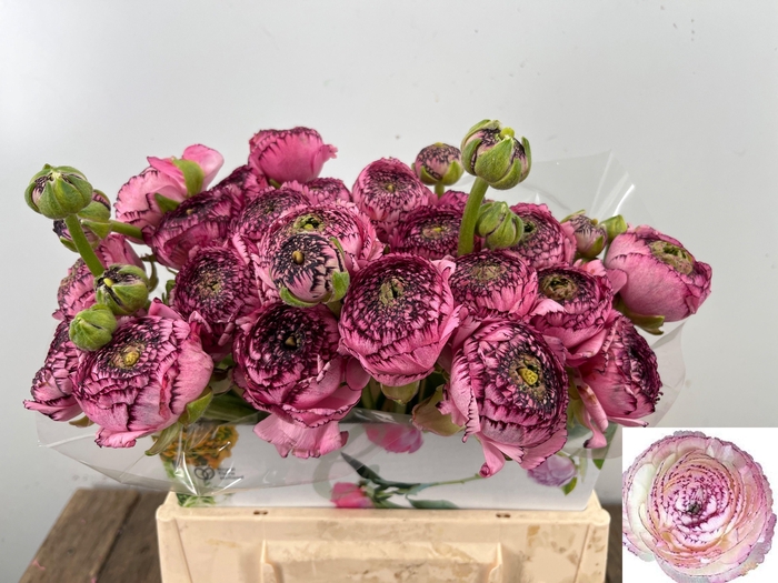 <h4>RAN ANDREA CAPPUCCIN</h4>