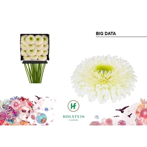 Gerbera Pomponi Big Data Diamond Per Kaart