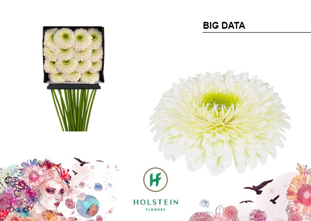 <h4>Gerbera Pomponi Big Data Diamond Per Kaart</h4>