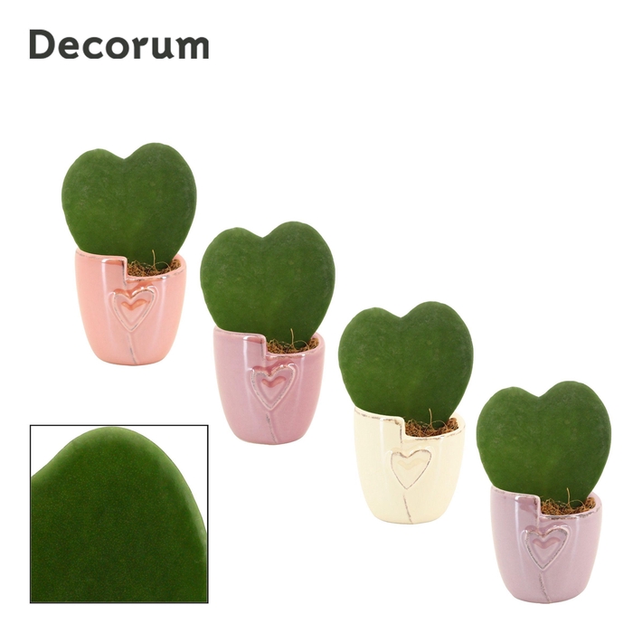 <h4>Hoya Kerrii 6 cm Single in Joa (Special moods-collection)</h4>