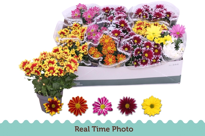 <h4>CHRYS GEM 5 KL</h4>