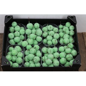 Waxmalus Gl Groen Mint