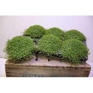 arr8 Solei Sol Groen