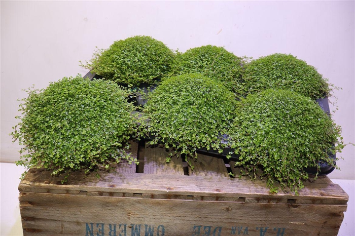 <h4>Solei Sol Groen</h4>