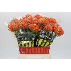 Nutans Ayoba Orange
