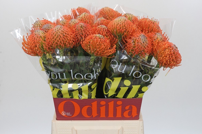 <h4>Nutans Ayoba Orange</h4>