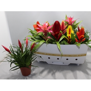 BROMELIA GEM 10 SRT