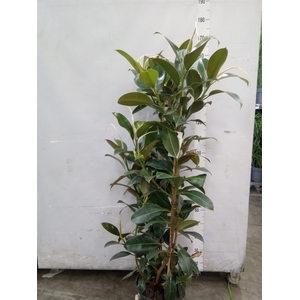 Ficus elastica 'Melany'