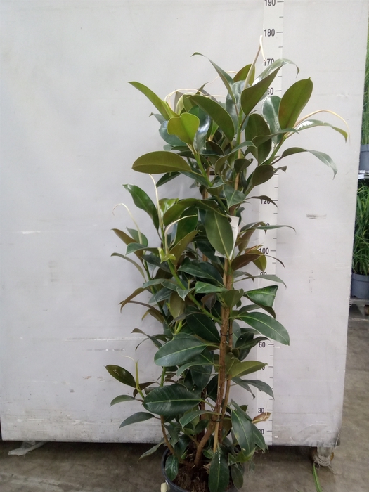 <h4>Ficus elastica 'Melany'</h4>
